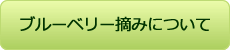 ブルーベリー摘みについて