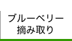 ブルーベリー摘み取り