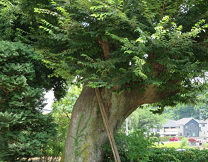 けやき（休憩所）