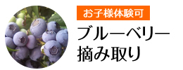 ブルーベリー摘み取り