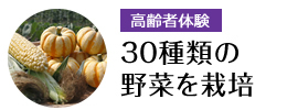 30種類の野菜を栽培