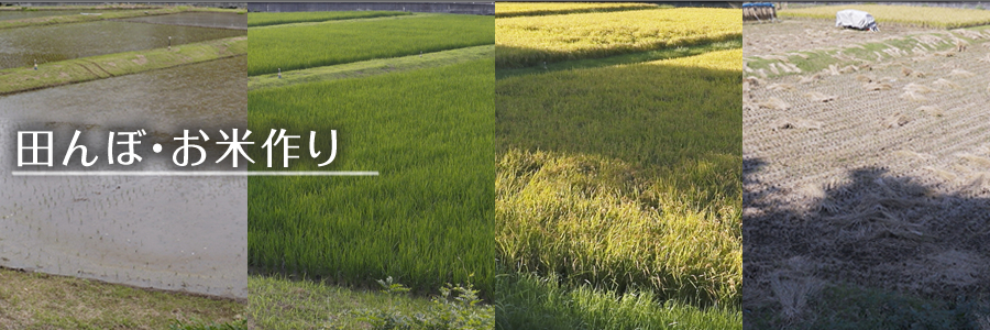 田んぼ・お米作り