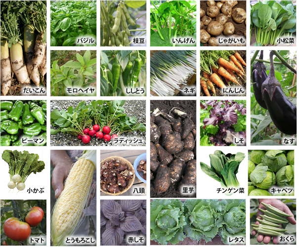 栽培野菜品種画像
